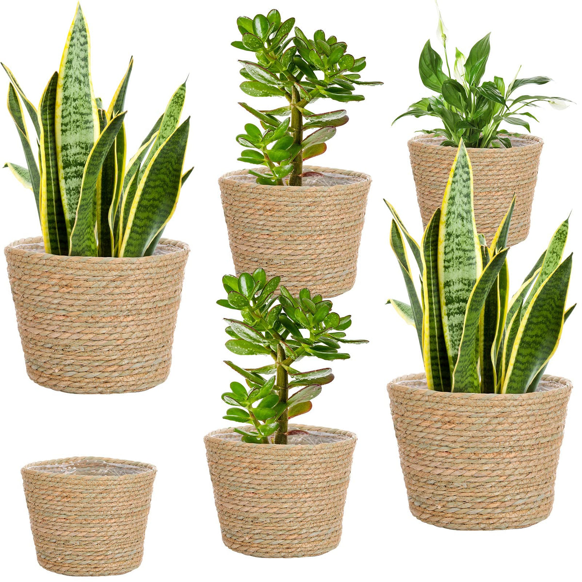 Mumufy front view of six seagrass planter baskets showing natural styling and variety