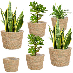 Mumufy front view of six seagrass planter baskets showing natural styling and variety
