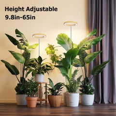 MUSELUCE extended stand demonstrating 9.8 to 65 inch adjustable height benefit