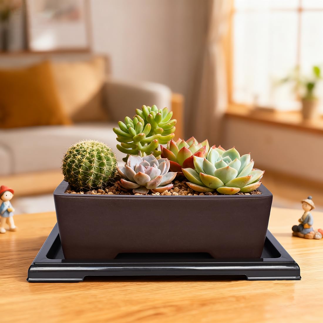 MUZHI bonsai planted in pot on windowsill illustrating decorative, healthy display