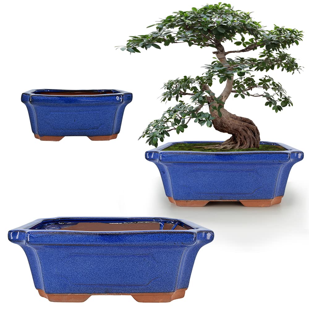 MUZHI front view of three blue glazed rectangular bonsai pots showing set benefit