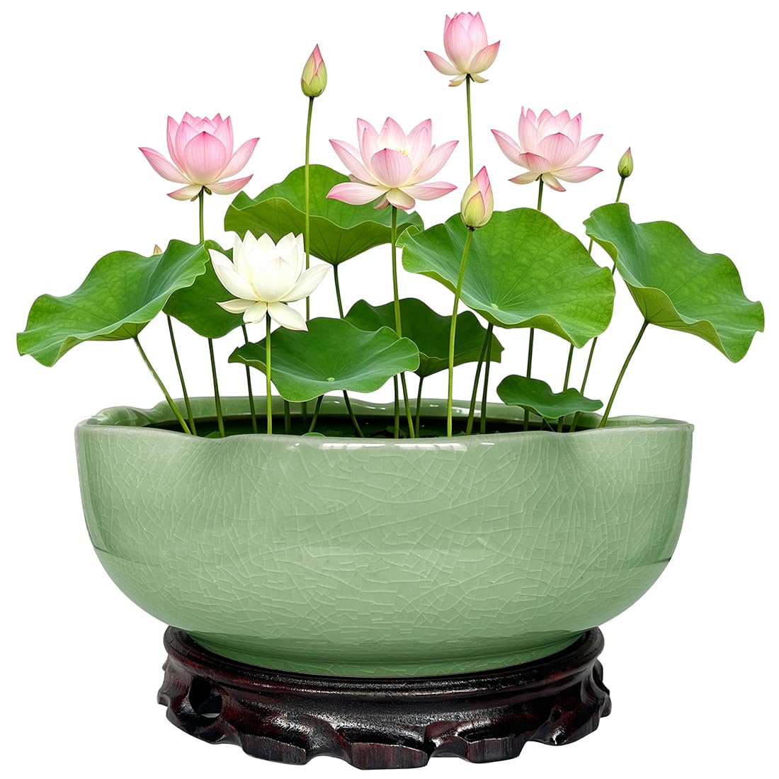 MUZHI front view of bowl planter showing lotus rim and stylish look, enhances decor