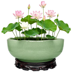 MUZHI front view of bowl planter showing lotus rim and stylish look, enhances decor