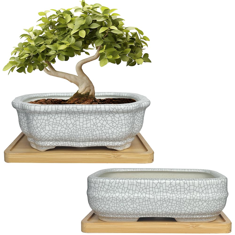 MUZHI front view of two white crackle-glazed pots showing elegant finish and balanced design