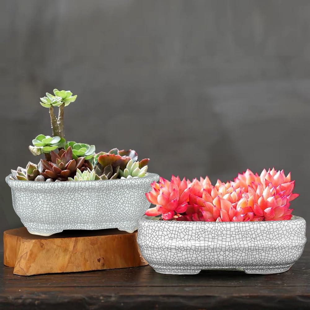 MUZHI planted succulent in pot on desk demonstrating decorative display and space-saving size