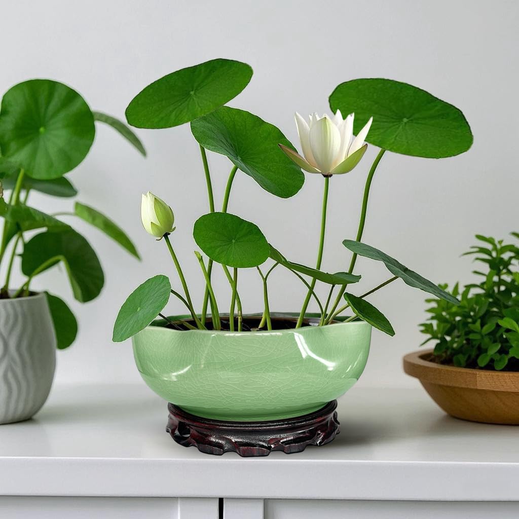 MUZHI bowl in use with lotus seedlings demonstrating hydroponic compatibility