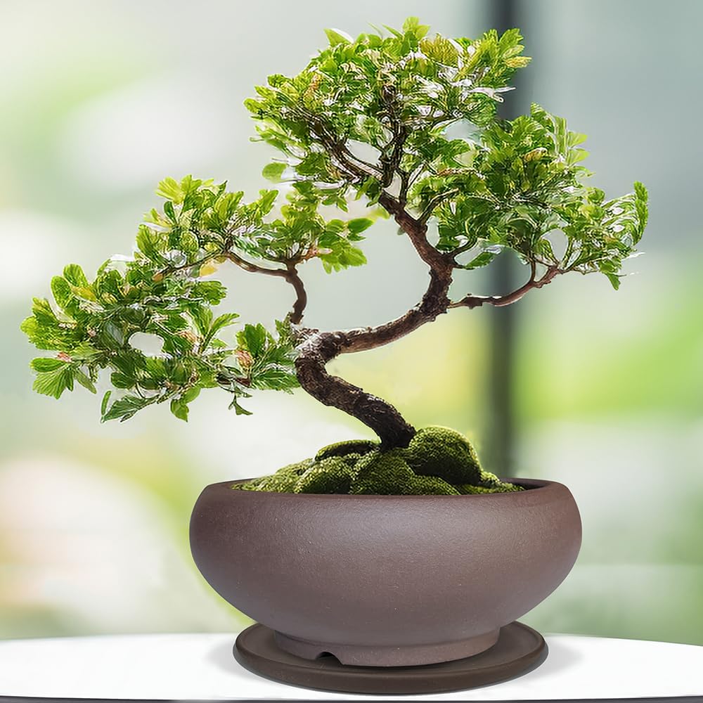 MUZHI styled on tabletop with succulents, adds rustic minimalist charm