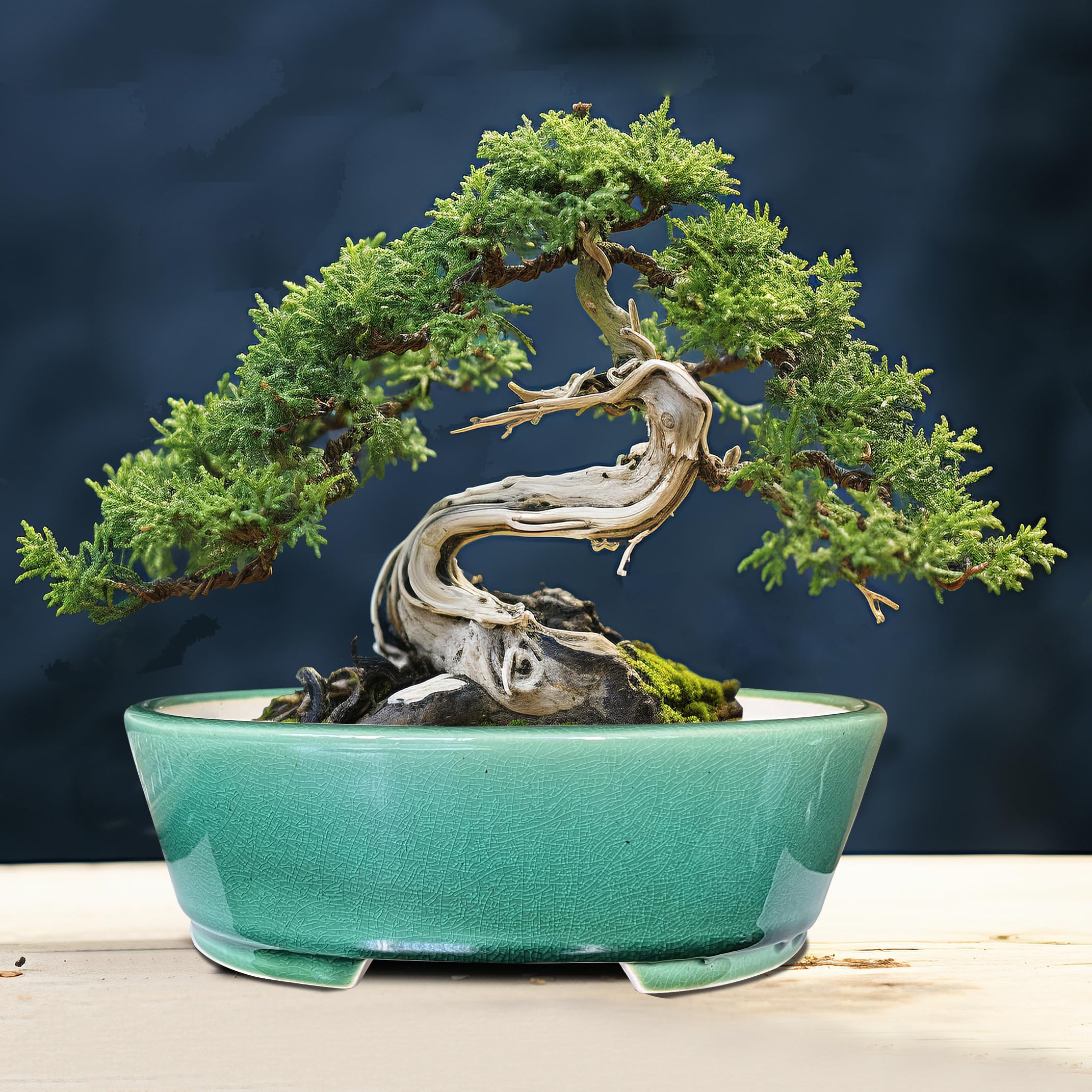 MUZHI pot on a sunny windowsill with plant benefit: enhances indoor decor