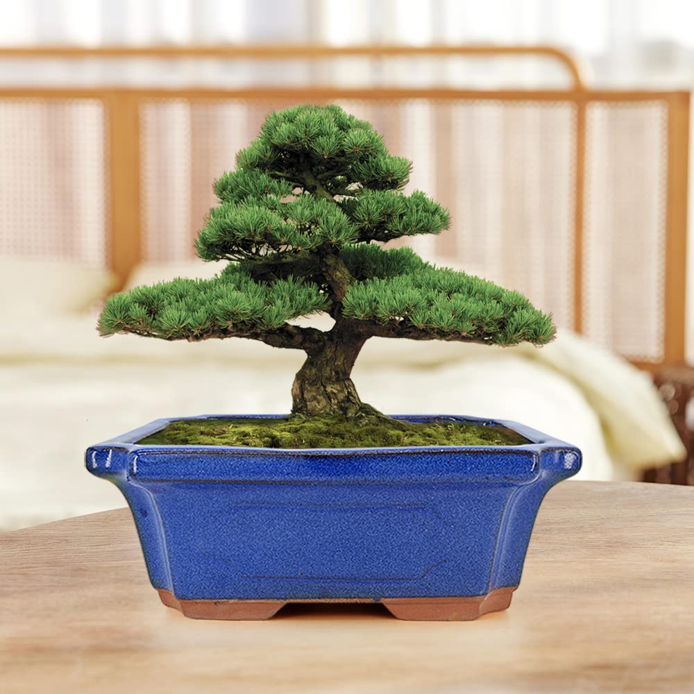 MUZHI lifestyle windowsill display with plants showing decorative home styling benefit