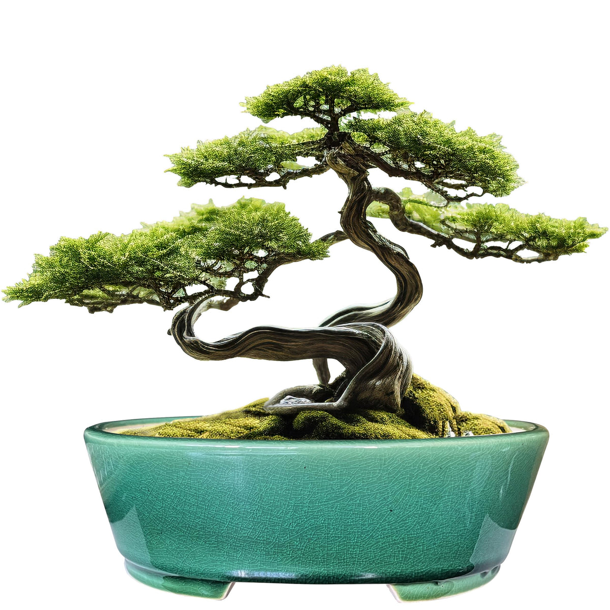 MUZHI oval bonsai pot front view showing elegant green glaze and shape benefit: attractive display