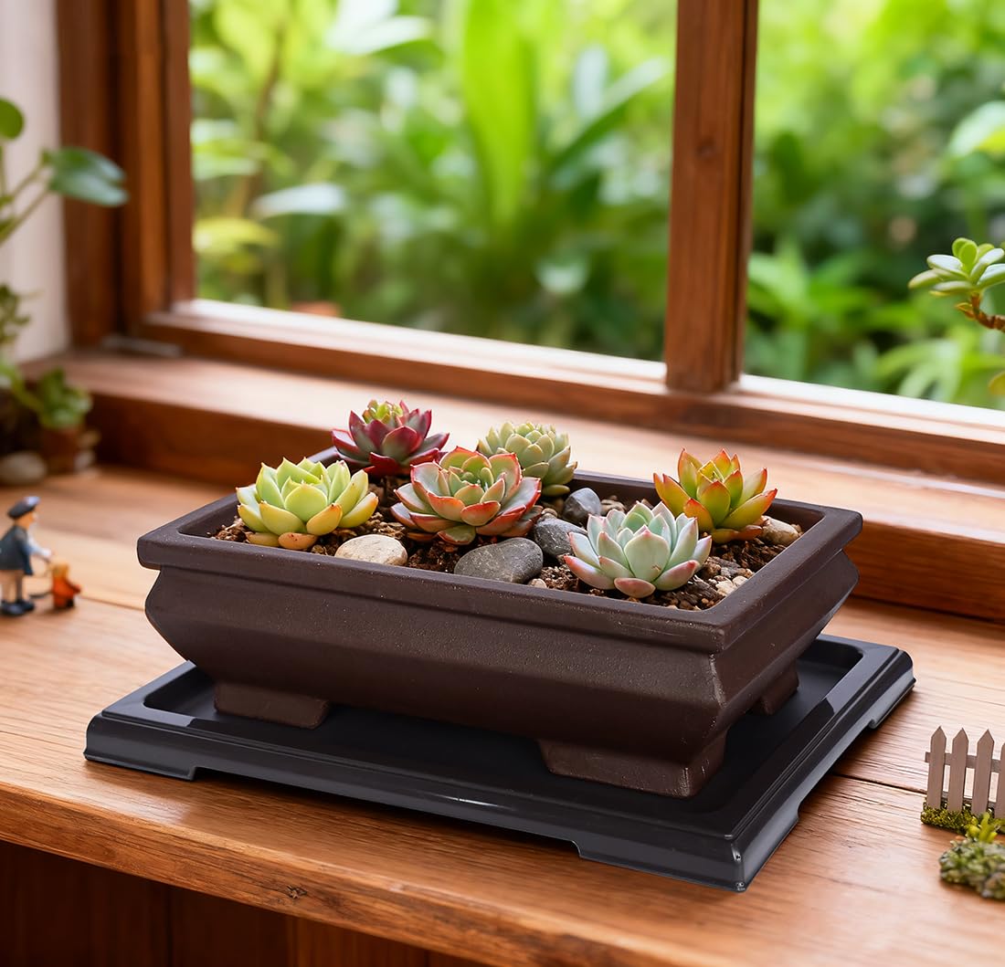 MUZHI planted bonsai in the rectangle pot on a table illustrating elegant display and scale