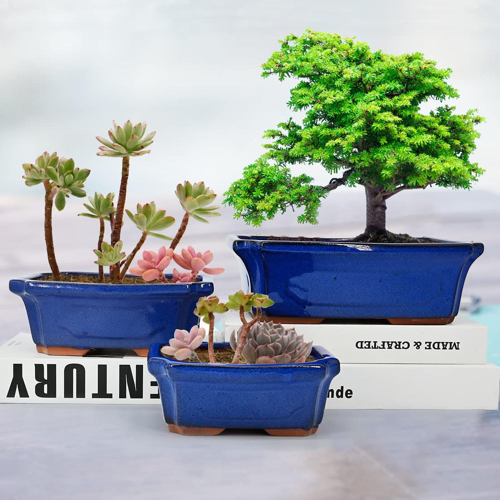MUZHI planter in use with succulents illustrating tidy planting and visual appeal