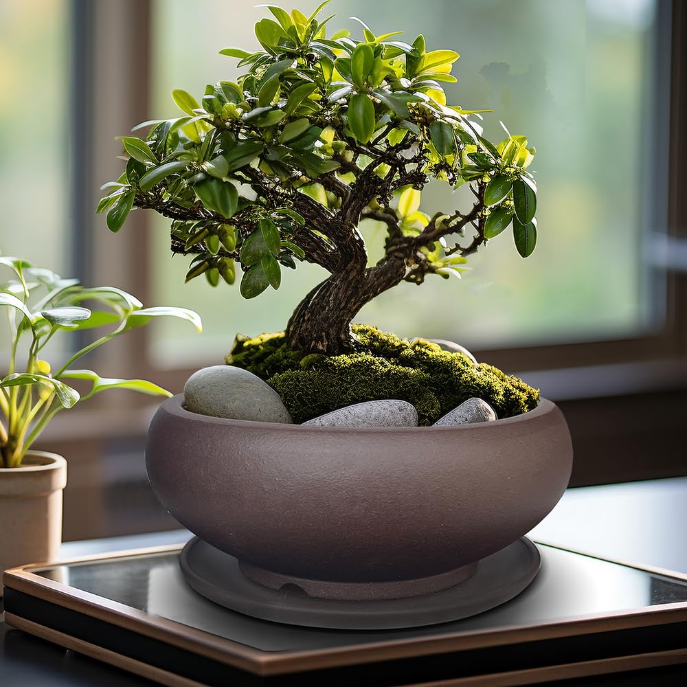MUZHI pot planted with mini bonsai in use, attractive beginner training setup
