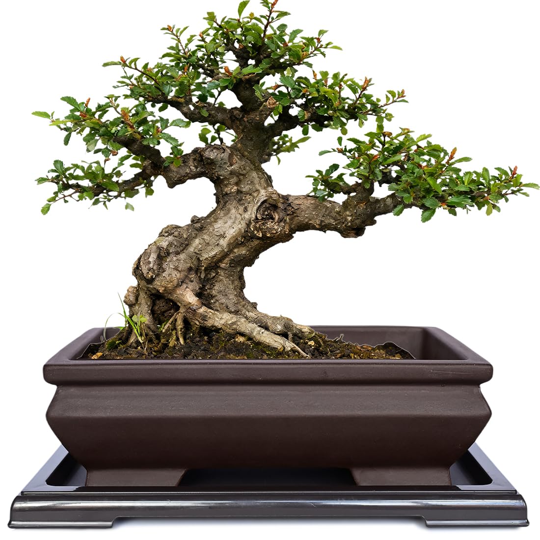 MUZHI front view of rectangle bonsai pot showing vintage brown color and shape, stylish display