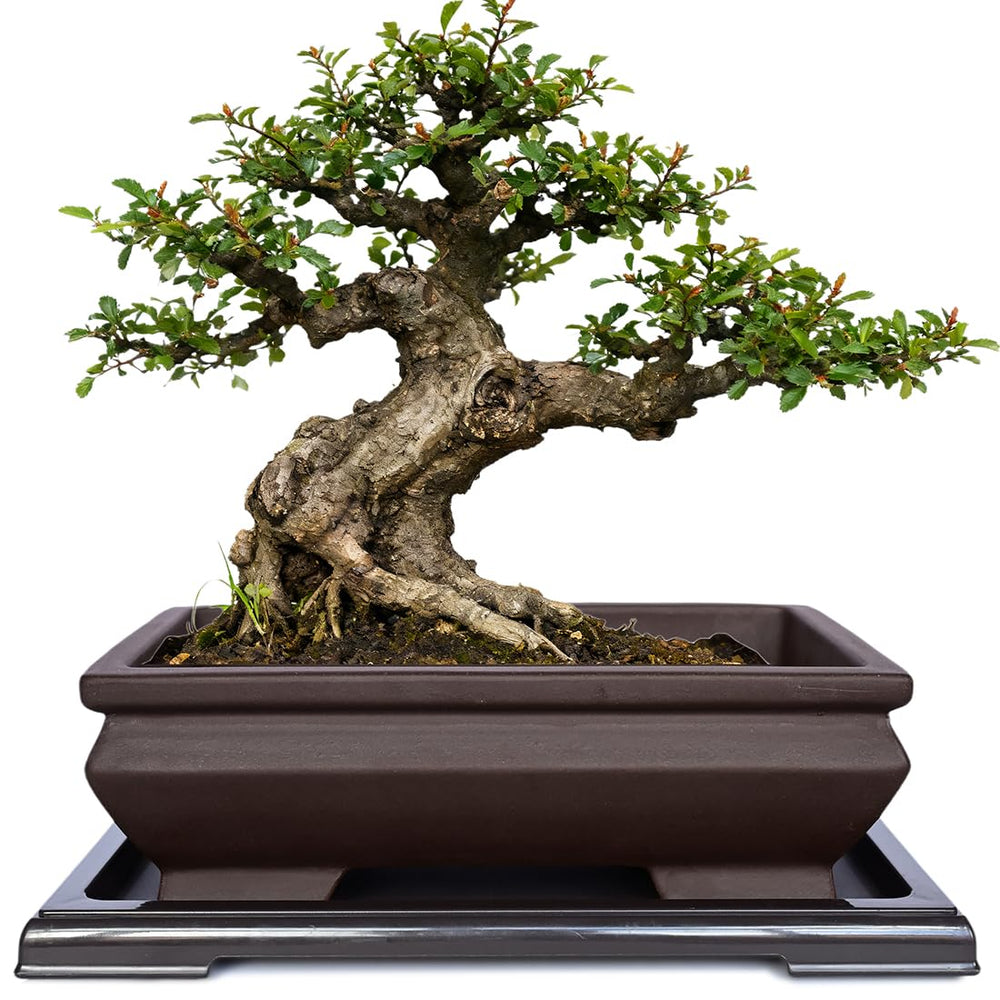 MUZHI front view of rectangle bonsai pot showing vintage brown color and shape, stylish display
