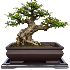MUZHI front view of rectangle bonsai pot showing vintage brown color and shape, stylish display
