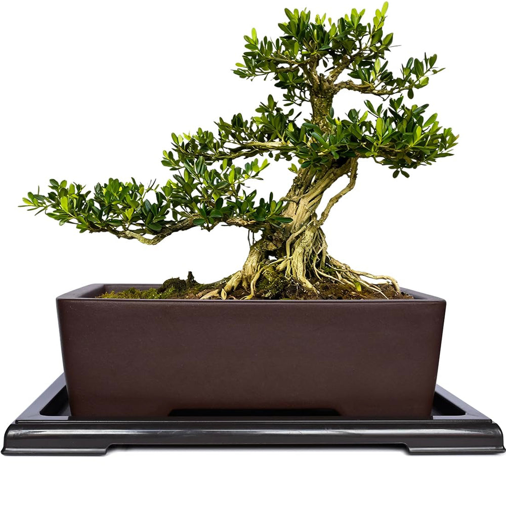 MUZHI rectangular bonsai pot front view showcasing classic shape and matte finish