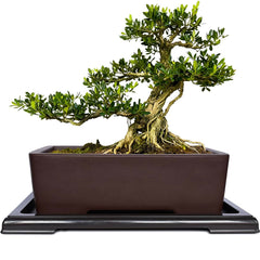 MUZHI rectangular bonsai pot front view showcasing classic shape and matte finish