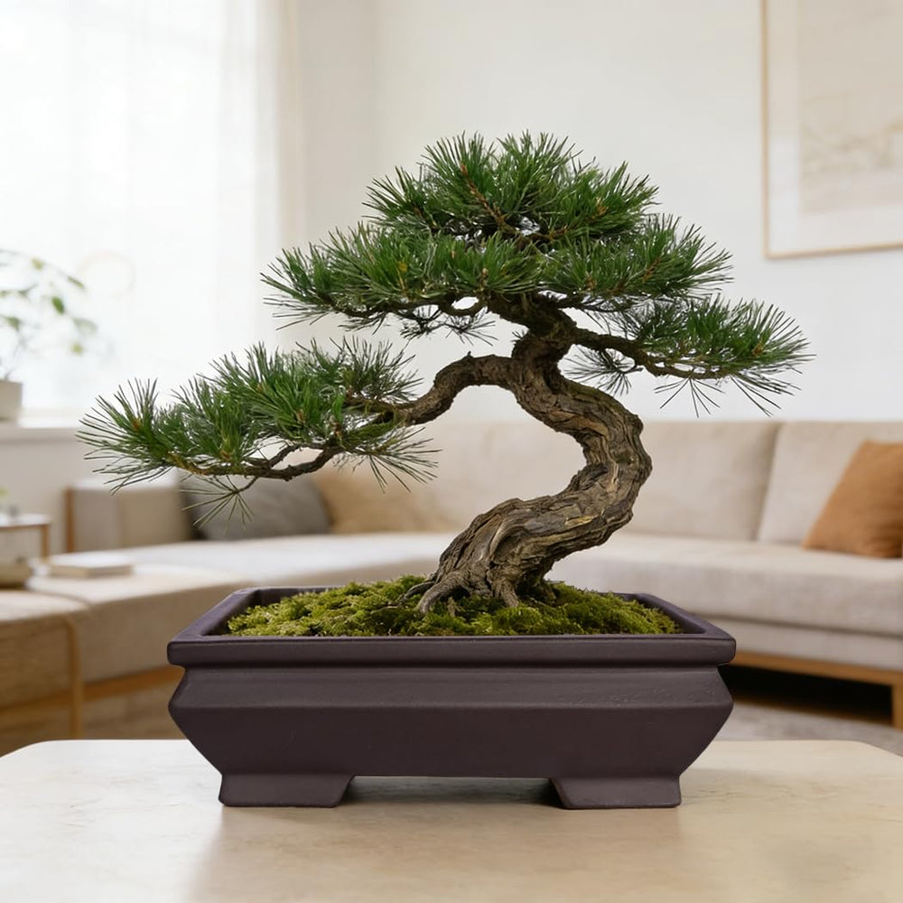 MUZHI pot next to hand and ruler for scale, showing compact size ideal for small bonsai