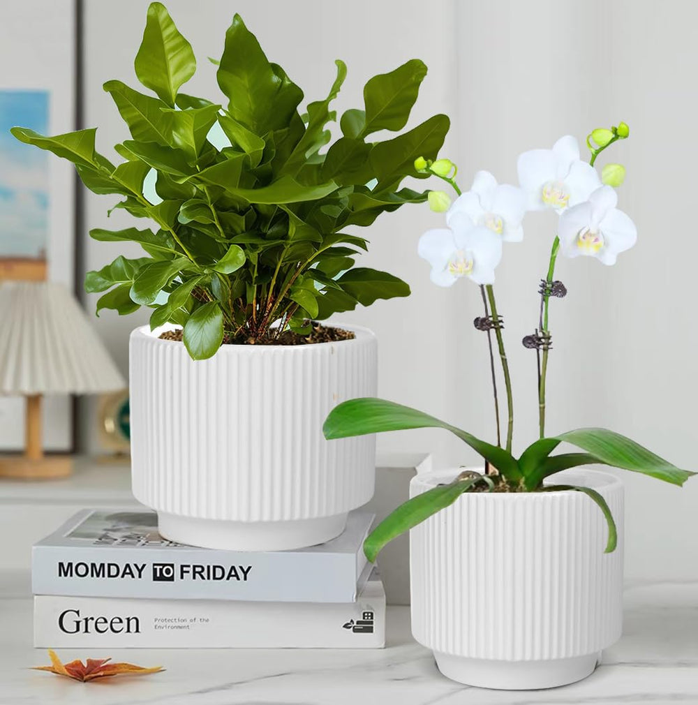 MUZHI pots next to ruler and orchid illustrating scale for choosing plant size