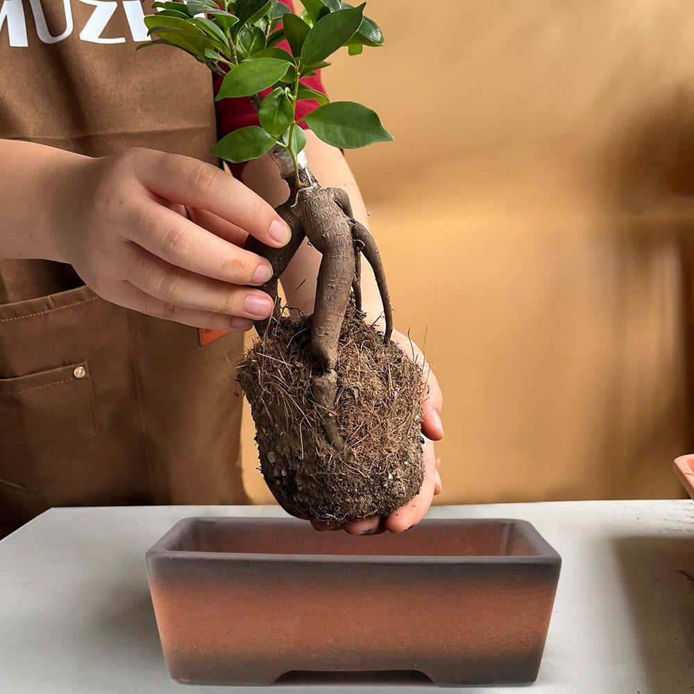 MUZHI size comparison with hand to show scale for small succulents and bonsai placement