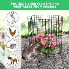 mwellewm protector in use around seedling, stops rabbits and chickens nibbling