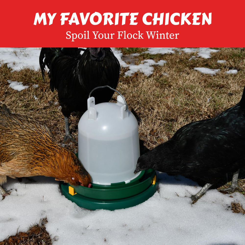 My Favorite Chicken installed in a coop setting showing easy setup and reliable winter hydration benefit