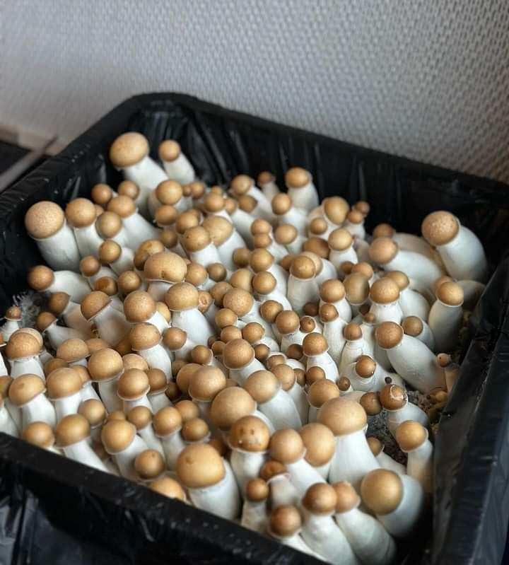 Myco Labs stacked tubs showing compact footprint and space-saving stacking benefit