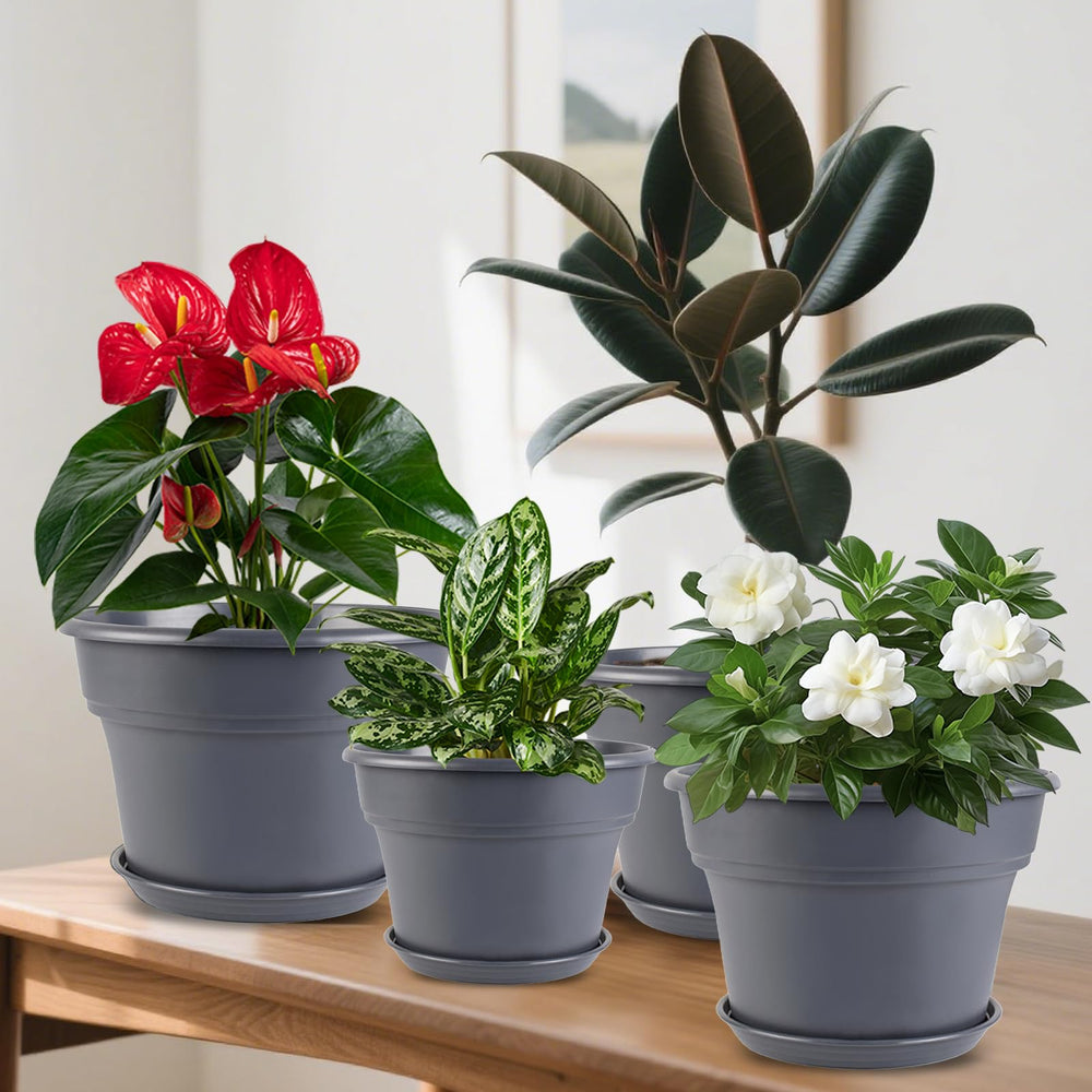 Myfeegoin planter holding a majesty palm showing roomy capacity for larger plants benefit
