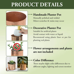 MyGift with succulent planted demonstrating styling and indoor greenery benefit