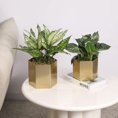 MyGift planter with plastic liner installed protecting pot and plants