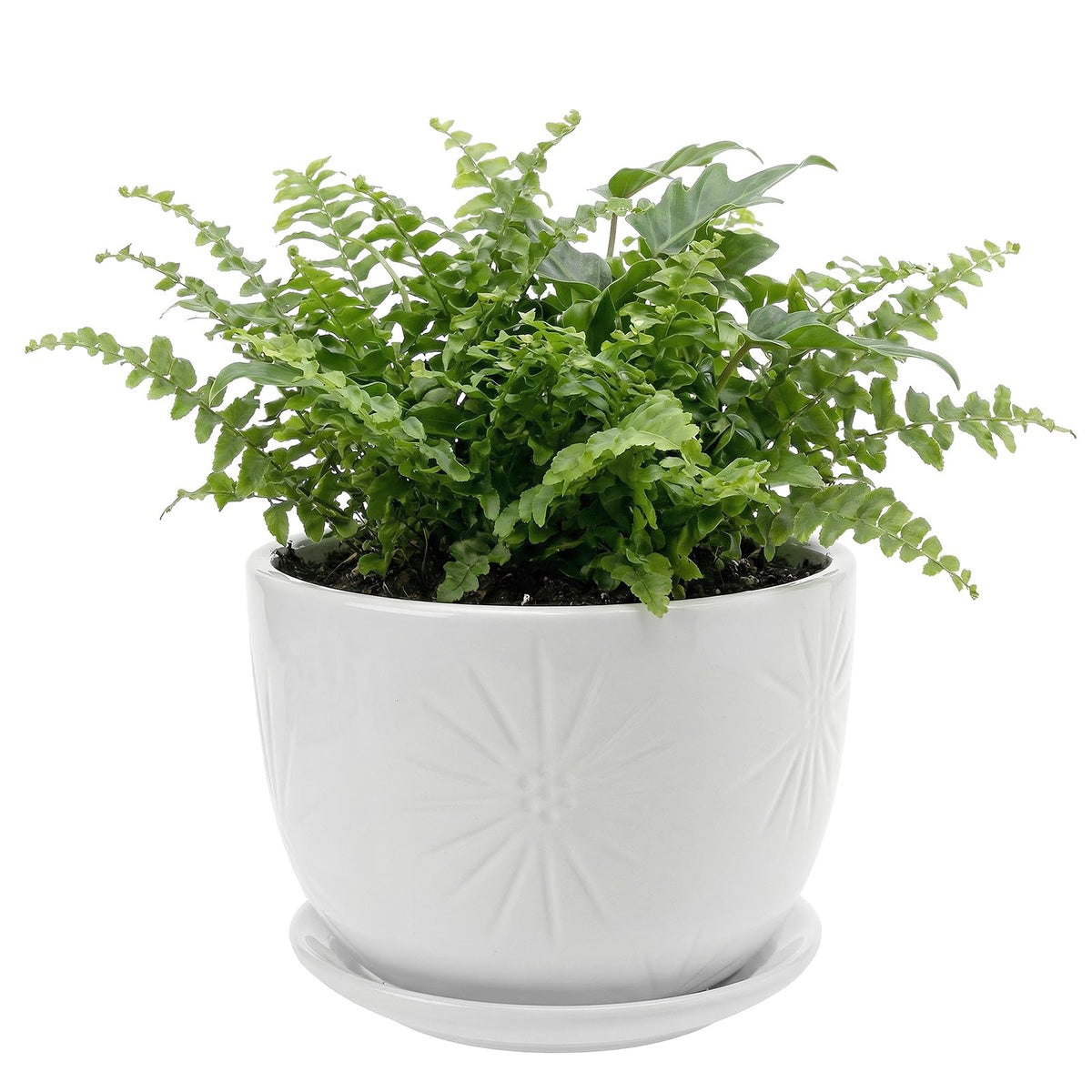 MyGift front view of white ceramic planter showing shape and modern look benefits