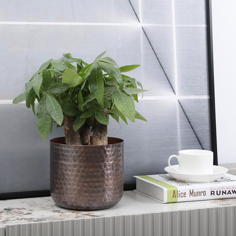 MyGift vase holding a succulent demonstrating compact plant display benefit