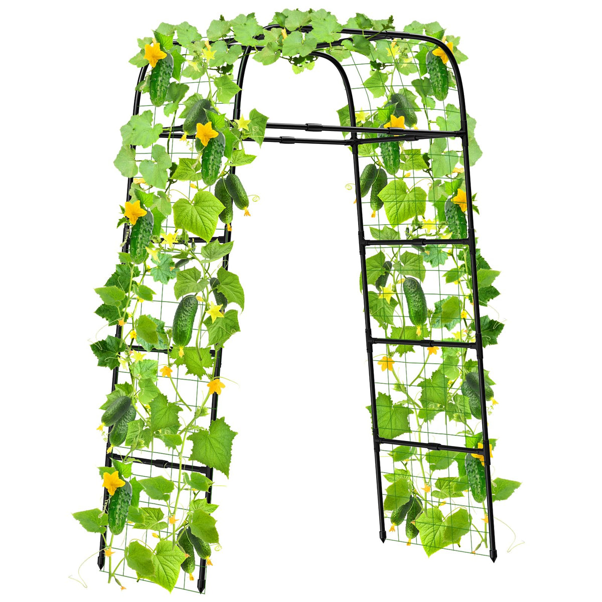 MYMULIKE front view of 7ft arch showing sturdy support and vertical planting