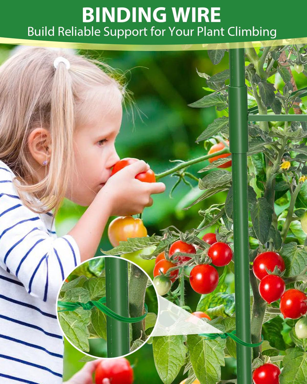 MYMULIKE tomato cage supporting ripe fruit in garden showing stable harvest protection