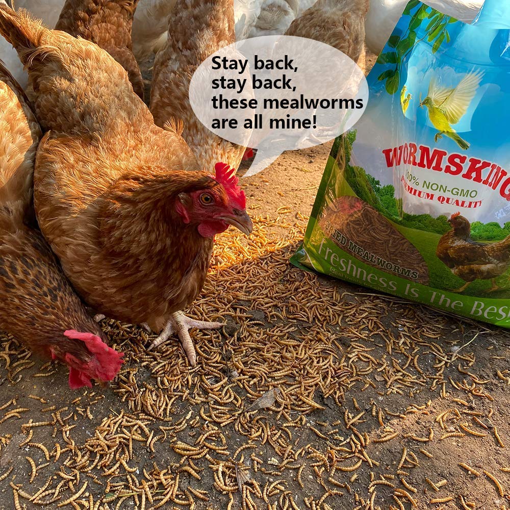 N2 mealworms in shallow bowl being served to chickens showing appeal and nutrition