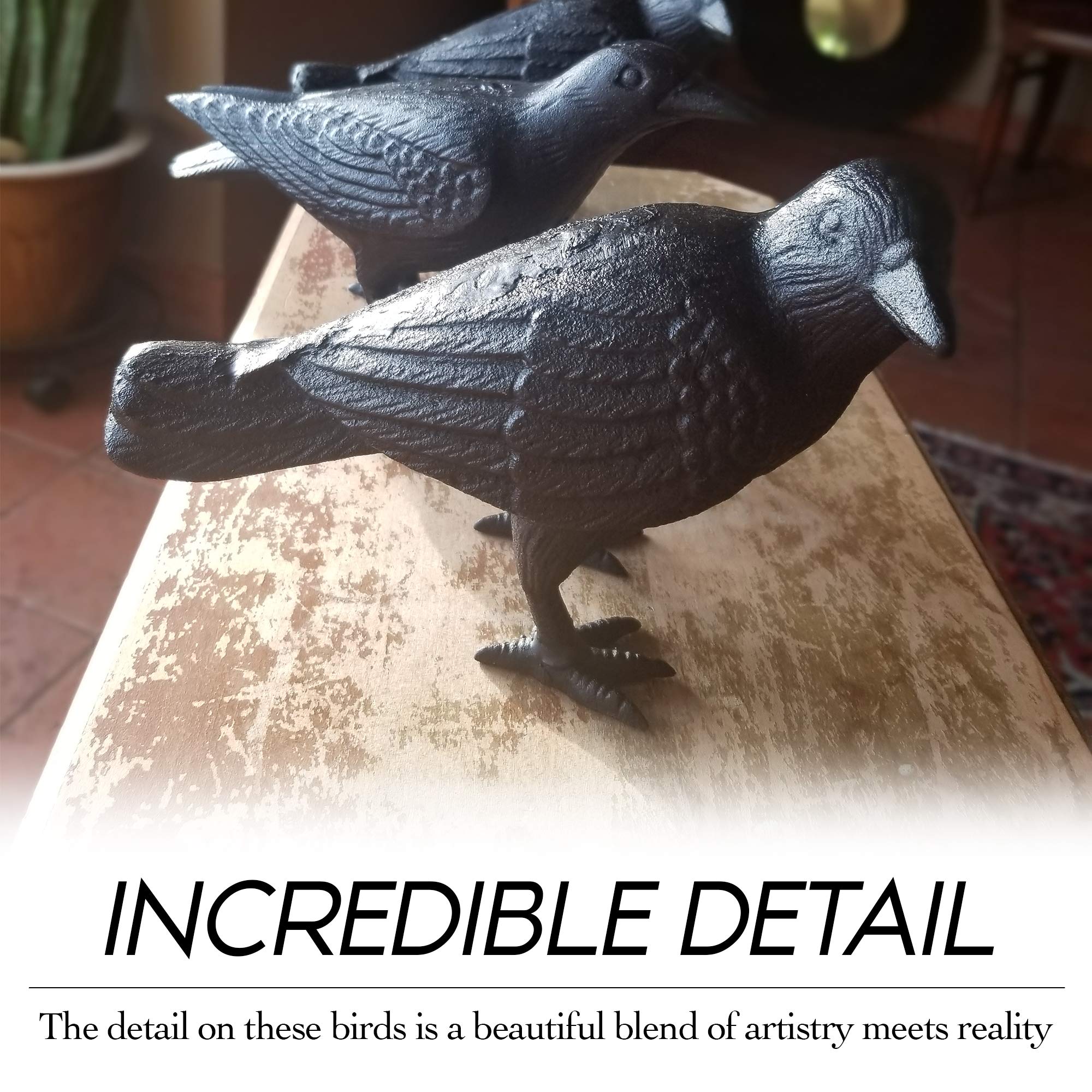NACH crow size comparison next to ruler illustrating compact, life-size scale