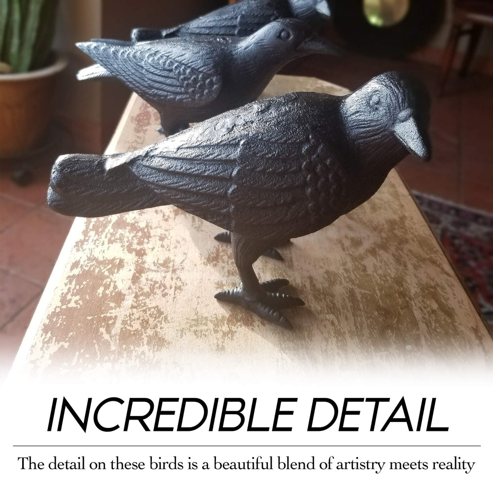 NACH crow size comparison next to ruler illustrating compact, life-size scale
