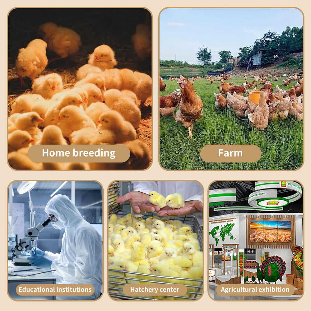 Nalwort lifestyle image with chicks inside brooder showing safe, comfortable environment