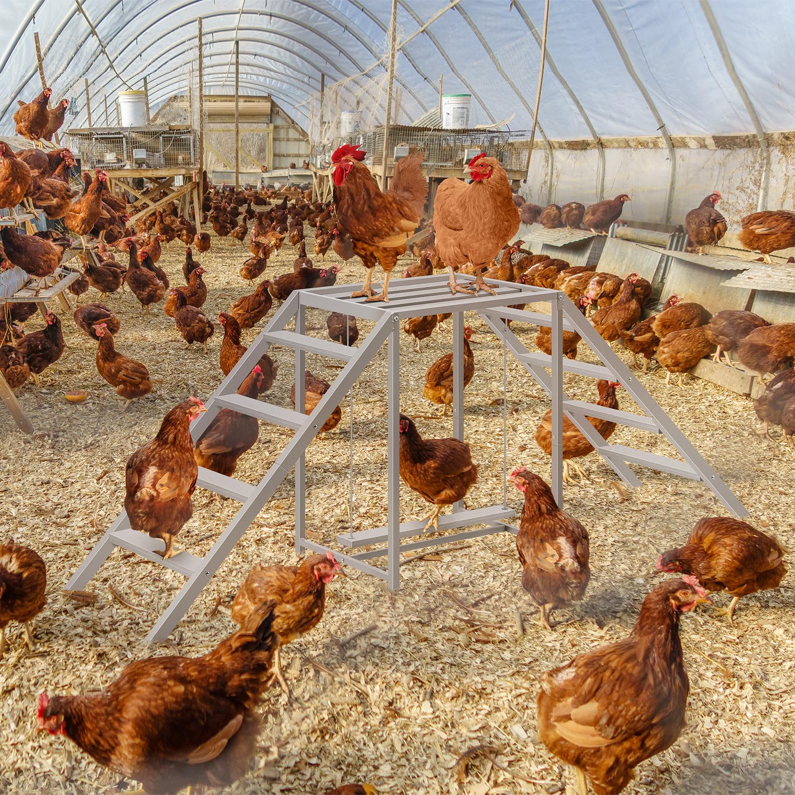 Nandae lifestyle backyard coop scene showing enrichment and happier flock benefit
