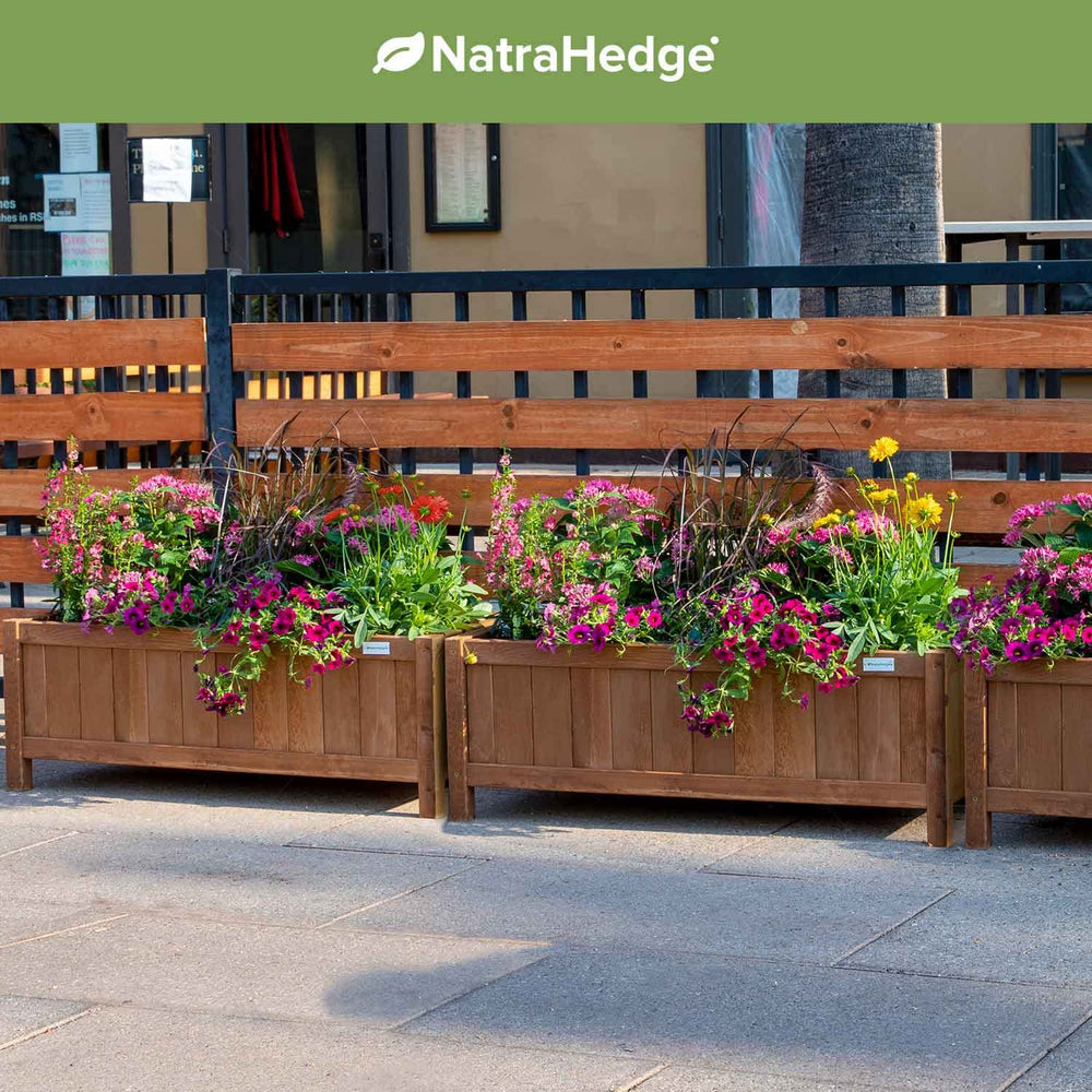 NatraHedge planted with mixed annuals showing how the box supports lush seasonal displays