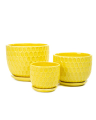 Nattol medium pot with succulent showing compact size and decorative appeal