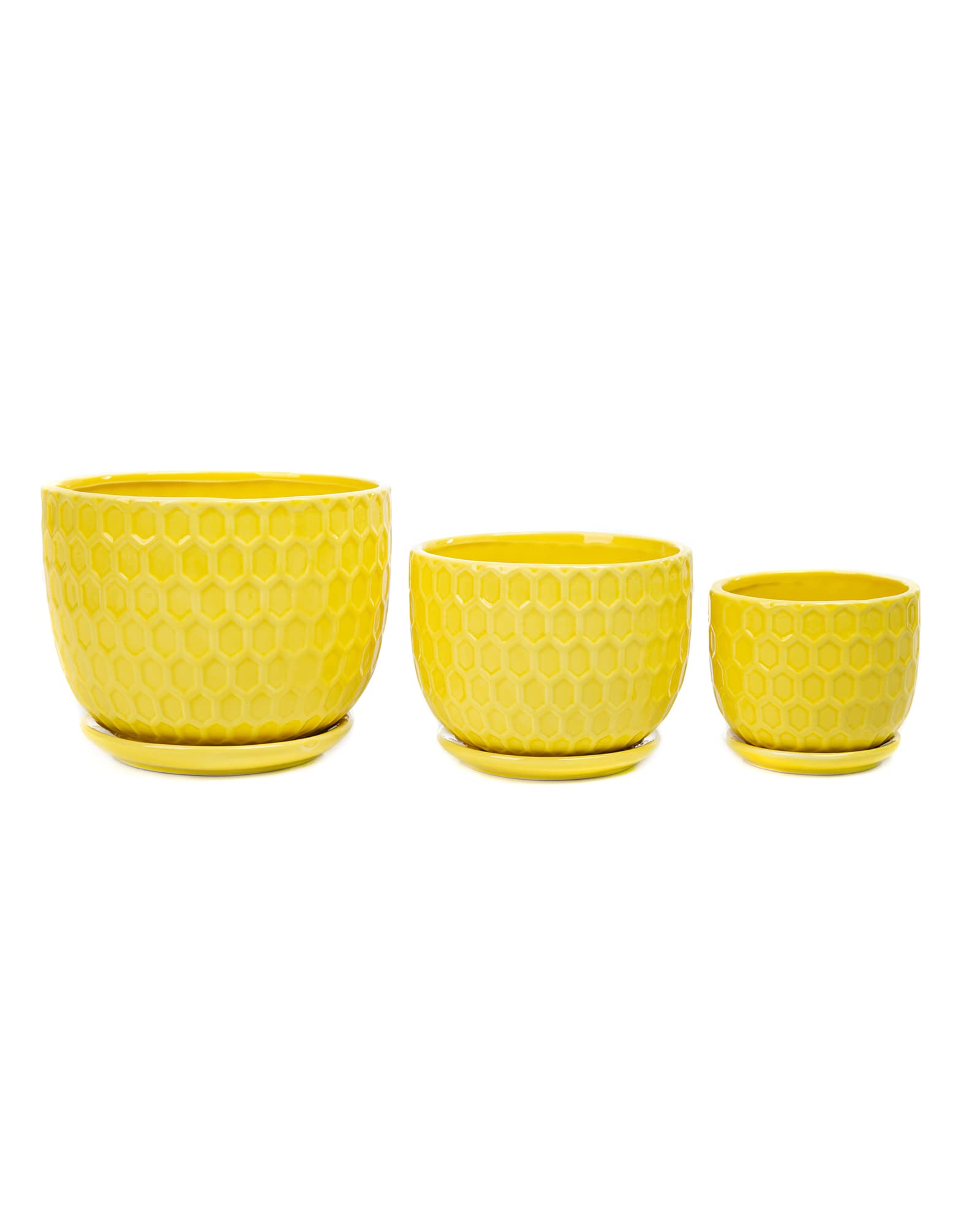 Nattol small pot with cactus illustrating small plant fit and tidy footprint
