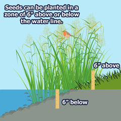Natural Waterscapes established shoreline grasses providing habitat