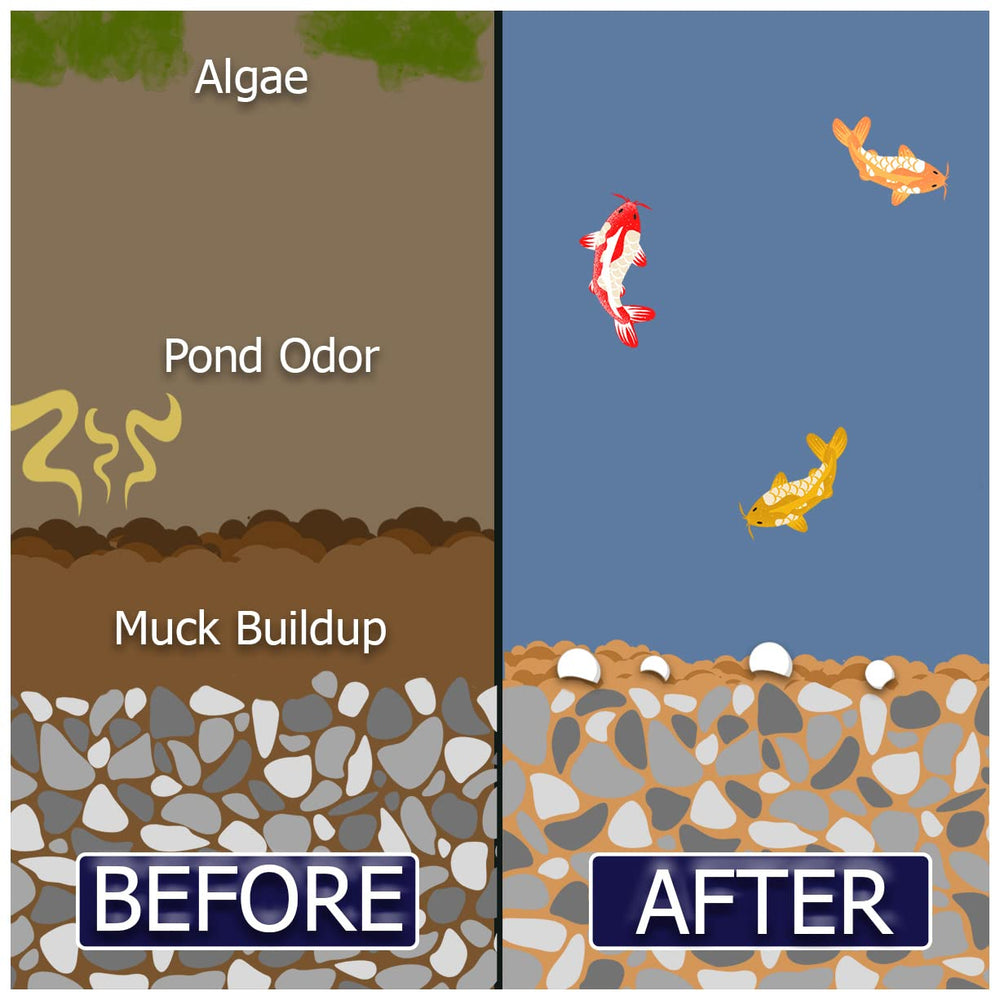 Side-by-side pond before and after treatment demonstrating Natural Waterscapes clarity