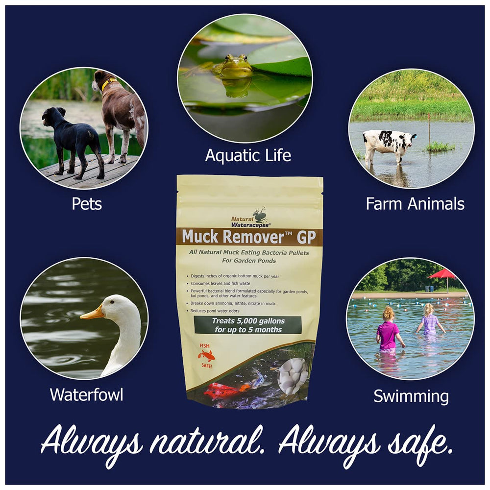 Koi pond scene with product used nearby showing Natural Waterscapes safe habitat benefit