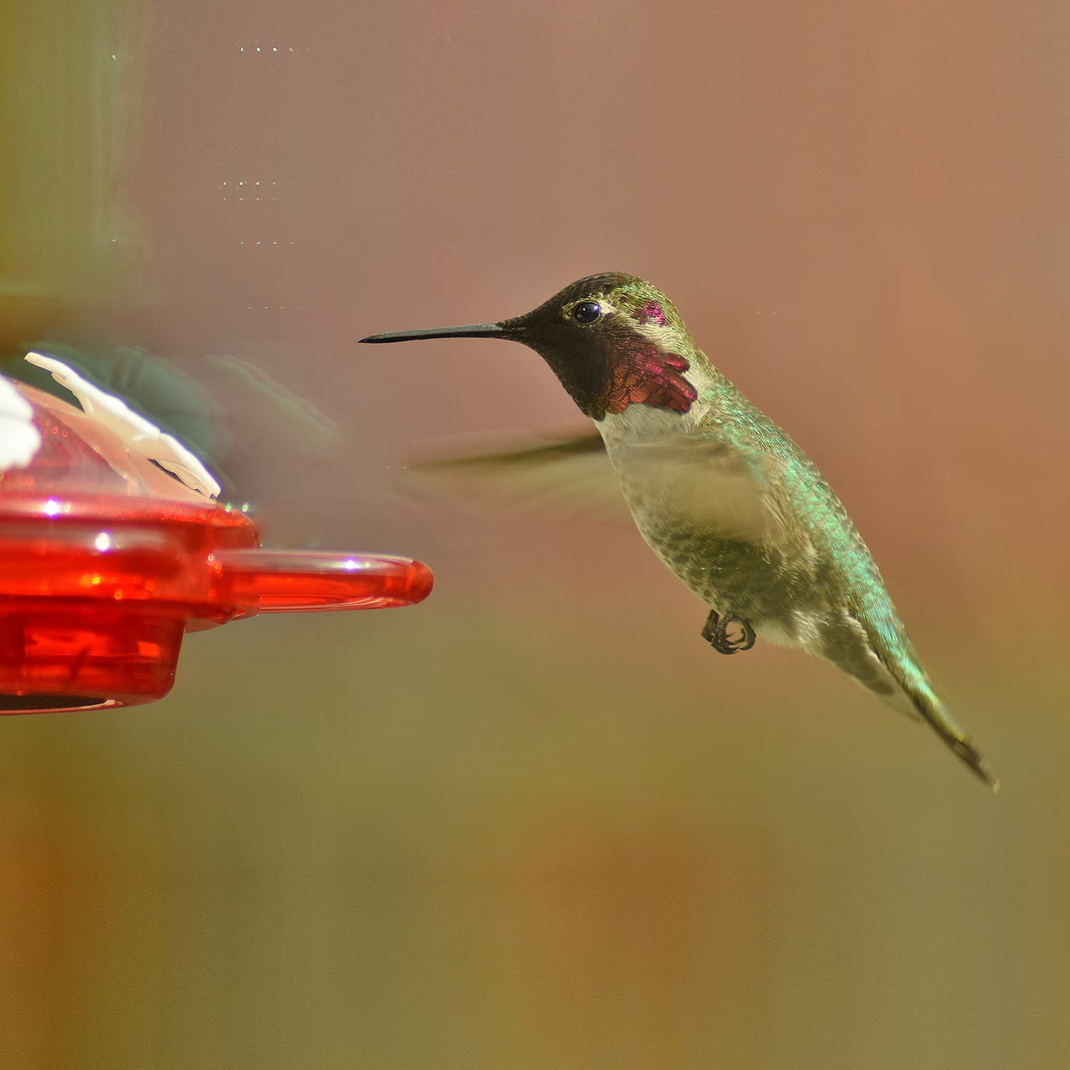 Nature Anywhere lifestyle shot of feeder on window with indoor viewer enjoying birds
