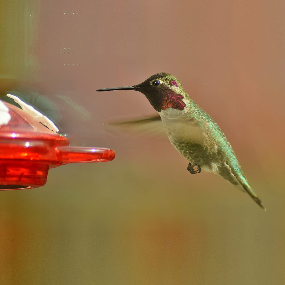 Nature Anywhere lifestyle shot of feeder on window with indoor viewer enjoying birds
