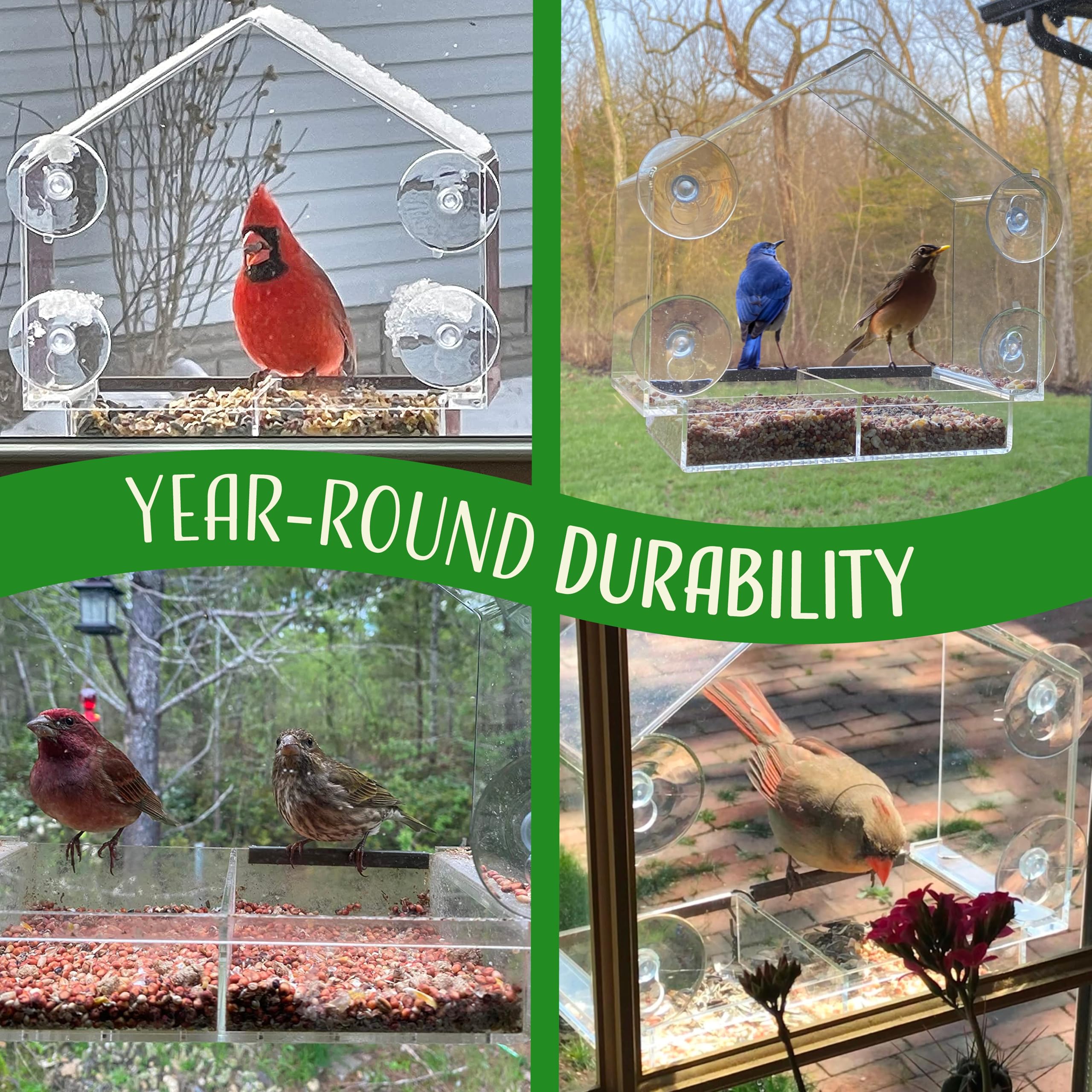 Nature's Hangout feeder with small bird perched for up-close viewing benefit