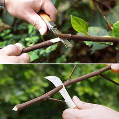 NAYE tool cutting a scion on rootstock demonstrating clean matching cuts benefit